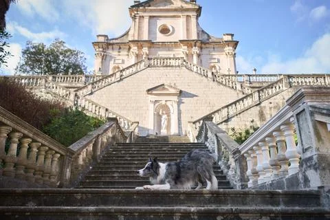 A Border Collie rests gracefully on the steps of a grand stone staircase leading Stock Photos