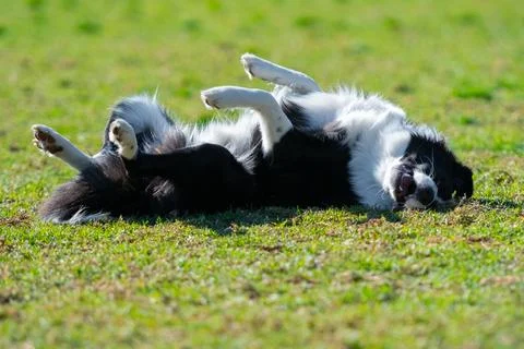 Border Collie rolling in grass Stock Photos