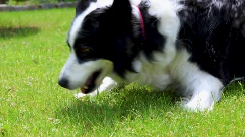 Border collie rolling on green lawn during outdoor play Stock Footage 335488618