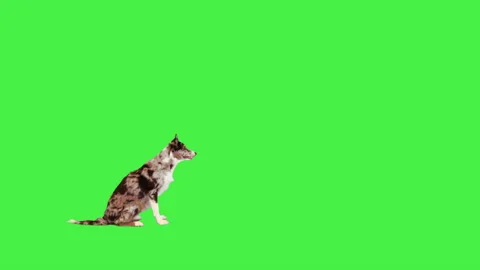 Border collie running after a ball on a Green Screen, Chroma Key. Stock Footage 195692536