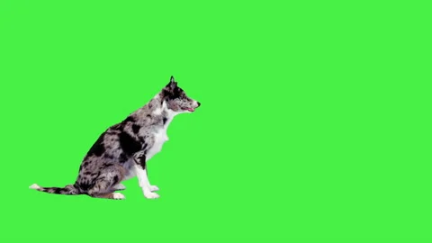 Border collie running after a ball on a Green Screen, Chroma Key. Stock-Footage 195697970