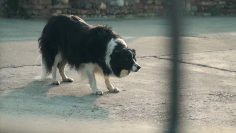 border collies do they ever slow down