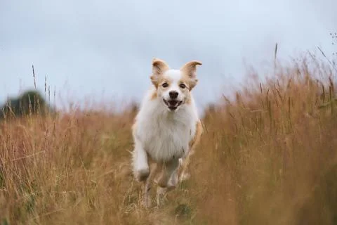 Border Collie running on grassy path Stock Photos