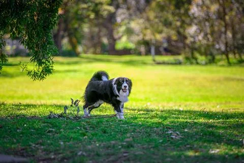 Border Collie running on green grass off leash in dog park. Stock Photos