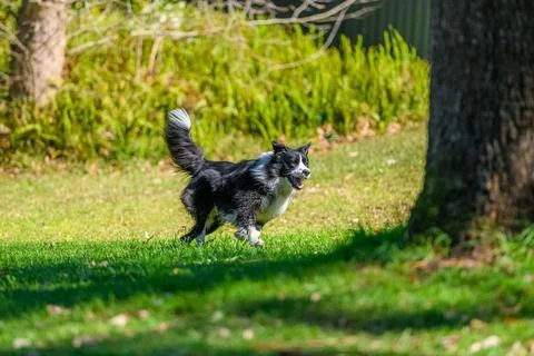 Border Collie running on green grass off leash in dog park. Stock Photos
