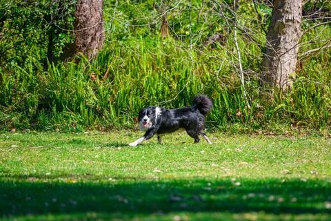Border Collie running on green grass off leash in dog park. Stock Photos
