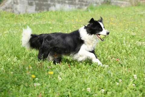 Border collie running Stock Photos
