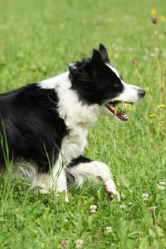 Border collie running Stock Photos