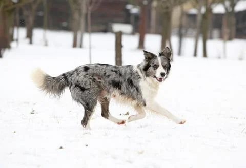 Border collie running Stock Photos