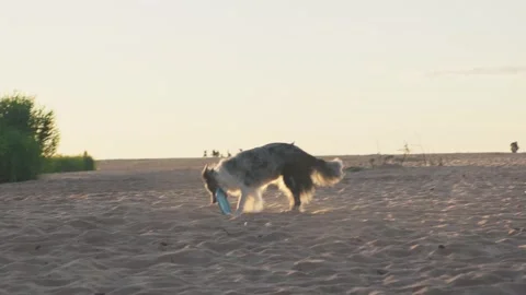 Border Collie running playfully on the beach Stock Footage 283566480