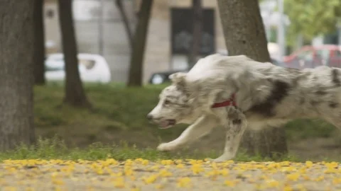 Border Collie Running in Slow Motion Stock Footage 90914043