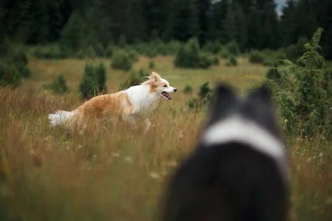 Border Collie running while being followed by another dog Stock Photos