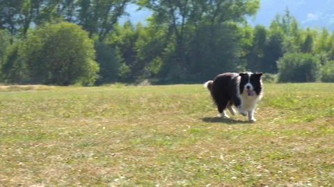 A Border Collie runs across a meadow and past the camera Vídeo Stock 95777622