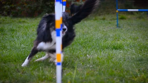 Border collie runs agility Stock Footage 90337791
