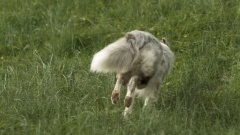 Border collie Runs From Camera in Slow motion 動画素材 90914152
