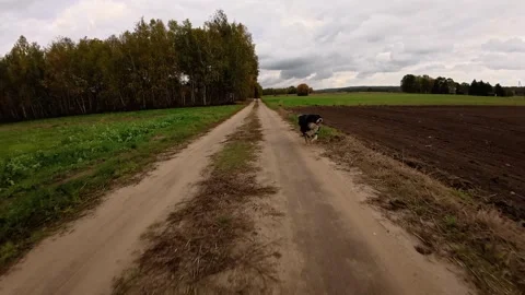 Border Collie runs freely down a country dirt road between autumn fields under 動画素材 319539626