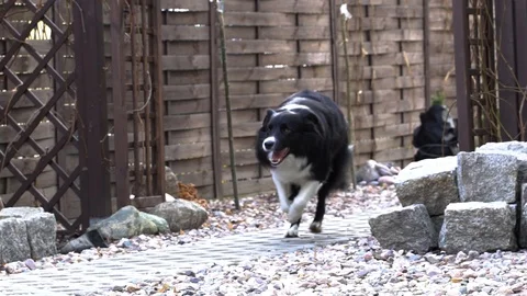 Border Collie runs to its owner - Slow Motion Stock Footage 104727374