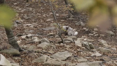 Border Collie Runs Towards Camera in Slow Motion 動画素材 99996776