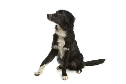 Border collie sheepdog Stock Photos