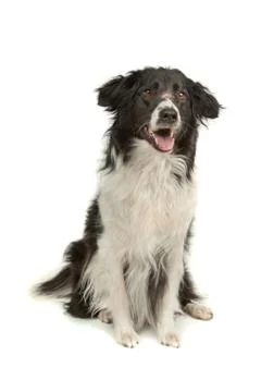 Border collie sheepdog Stock Photos