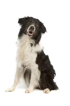 Border collie sheepdog Stock Photos