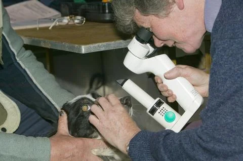 Border Collie sheepdogs having their eyes tested to see if they are suitable  Stock Photos