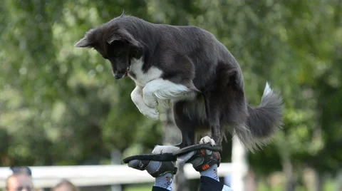 Border collie showing complex element Stock Footage 66761260