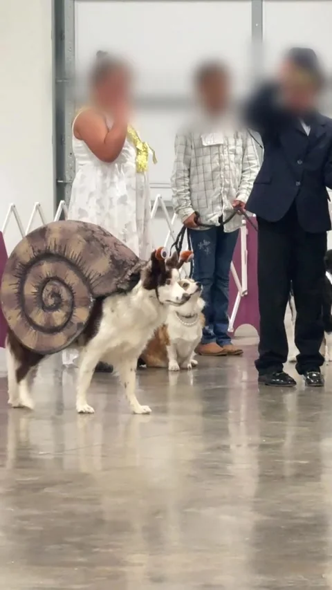 Border Collie Shows Off Her Slow Walk in Foam Snail Costume, Newton County, Miss Stock-Footage 341011415