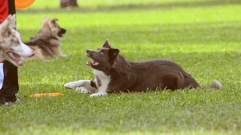Border collie shows tricks Stock Footage 90424868