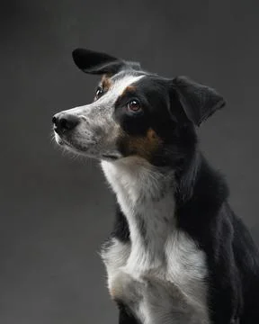 Border Collie Side Profile Stock Photos