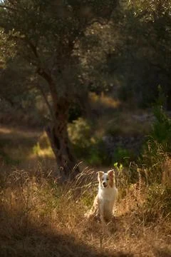 Border collie sitting in field Stock Photos