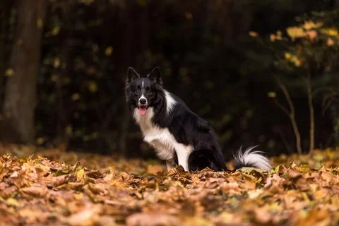Border Collie is Sitting on the Forest Ground. Stock Photos
