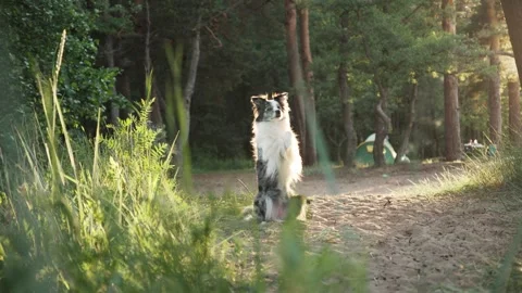 Border Collie sitting in the forest surrounded by tall grass 動画素材 289579587