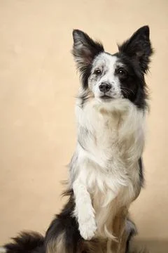 Border Collie sitting frontally indoors Stock Photos