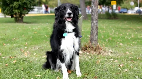 Border Collie sitting in green grass Stock-Footage 8683092