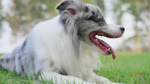 Border Collie sitting on the ground resting Vidéo 238794027