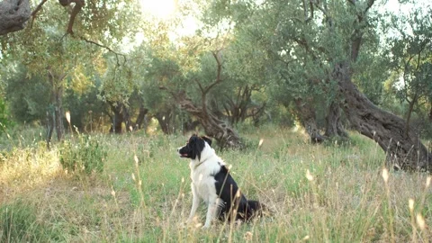 Border Collie Sitting in Meadow 動画素材 283500072