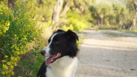 Border Collie Sitting on Path 動画素材 284272182