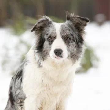 Border collie sitting Stock Photos