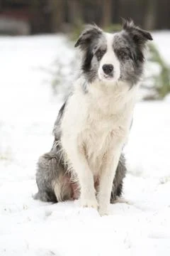 Border collie sitting Stock Photos