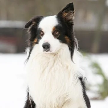 Border collie sitting Stock Photos