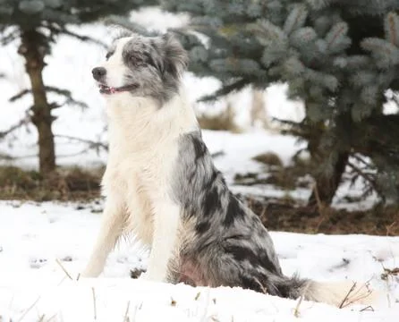 Border collie sitting Stock Photos