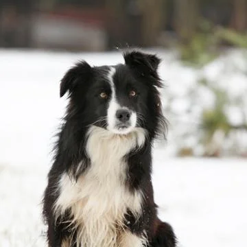 Border collie sitting Stock Photos