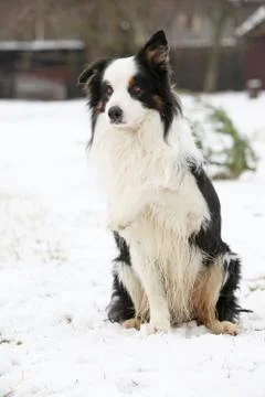 Border collie sitting Stock Photos