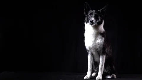 Border collie is sitting in the studio and licking, black background 動画素材 104398252