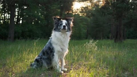 Border Collie sitting in a sunlit forest clearing 動画素材 284993054