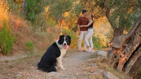 Border Collie Sitting on Sunlit Path 動画素材 283512757