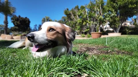 Border Collie Smiling and Panting on a windy day Stock Footage 303458044
