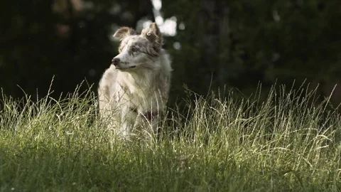 Border collie Smiling at Camera Stock Footage 90914235