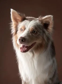 Border Collie smiling with dark background Stock Photos